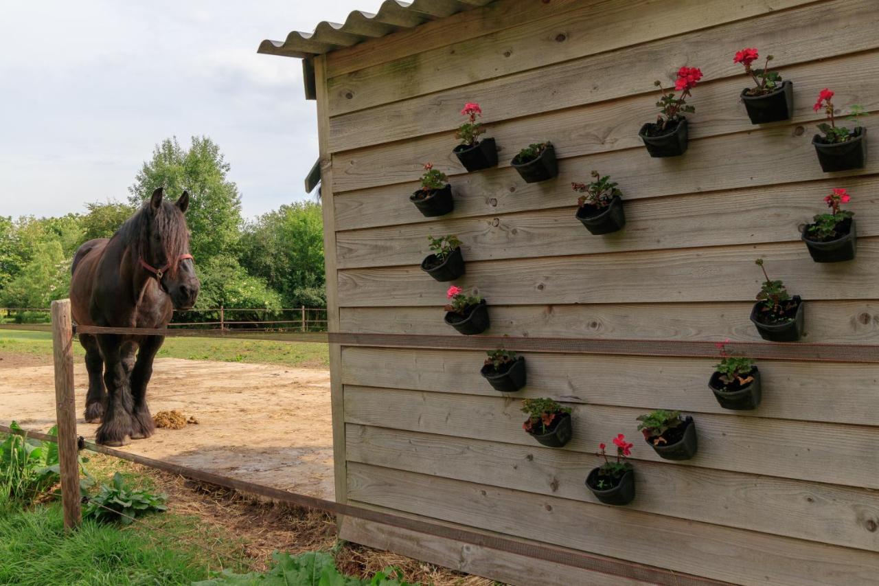Het Grote Paard Apartment Havelte ภายนอก รูปภาพ